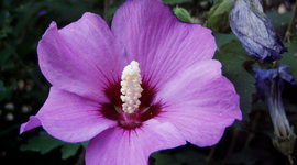 Timeline: A Timeline of The Purple Hibiscus, Chapters 9 and 10, Because They Are Very Long Chapters and a Lot to Cover In Paragraph Form