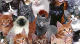 Timeline: The life and times of Henry Eckold