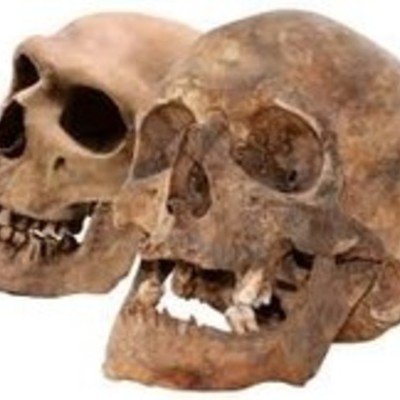 Timeline: Evolución de los Homínidos