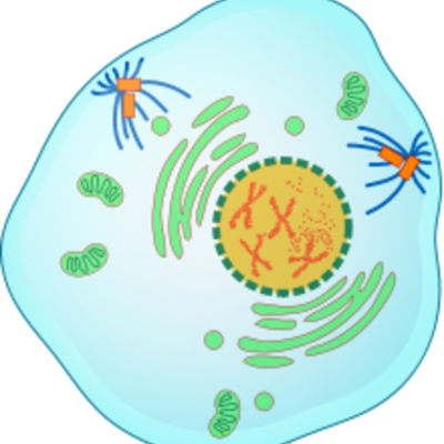 Timeline: Zellteilung