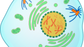 Timeline: Zellteilung