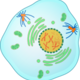 220px mitotic prophase.svg