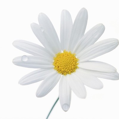 Timeline: My Life By Design (Emma Wilson)