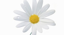 Timeline: My Life By Design (Emma Wilson)