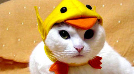 Timeline: South Africa