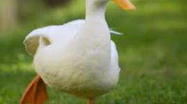 Timeline: Tristan geolgical timeline