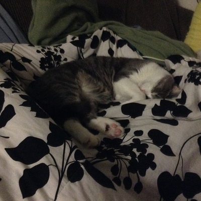 Timeline: Amy Guerrero`s Timeline