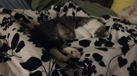 Timeline: Amy Guerrero`s Timeline