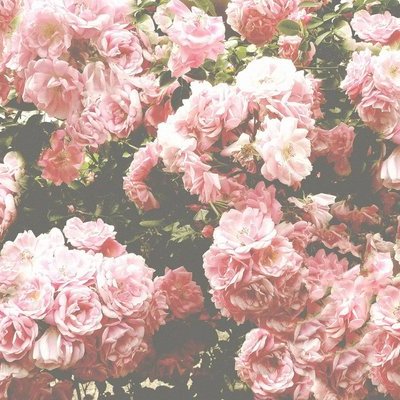 Timeline: Jasmine's Social Development Timeline