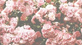 Timeline: My Life By Design