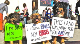 Timeline: GGNRA's Off-Leash Dog Ban