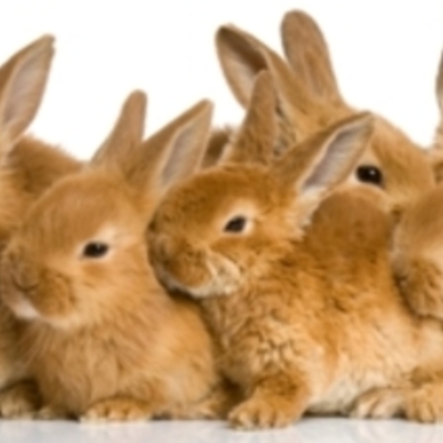 Timeline: Voici l'histoire de Jacqueline, notre lapine.