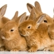 Istock 000003121538small repro lapin news header