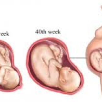 Timeline: 3rd Trimester