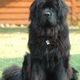 Newfoundland dog smoky