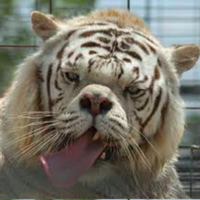 Timeline: unification of germany