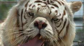 Timeline: unification of germany