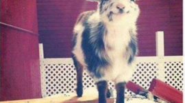 Timeline: De ontwikkeling van de Nederlandse staat