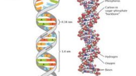 Timeline: DNA Timeline