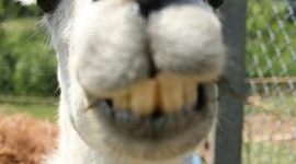 Timeline: worldwar22