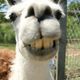 Lama 4