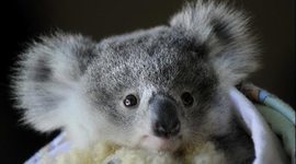 Timeline: The Cold War Timeline