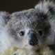 521088 baby koala being cared for by wires