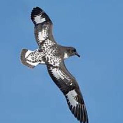 Timeline: הקמת בית הספר: shearwater