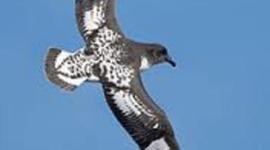 Timeline: הקמת בית הספר: shearwater