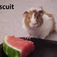 Biscuit