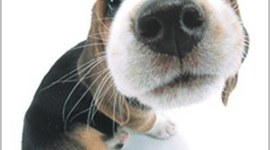 Timeline: Primera Linea del tiempo