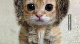 Timeline: Stacey Pierre