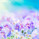 Background flower images