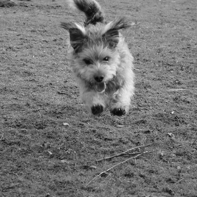 Timeline: History of Animal Assisted Interventions