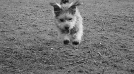 Timeline: History of Animal Assisted Interventions