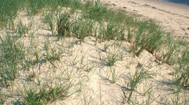 Timeline: Dust Bowl.