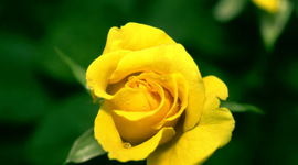 Timeline: εγγαμος βιος