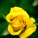 Yellow rose (1)