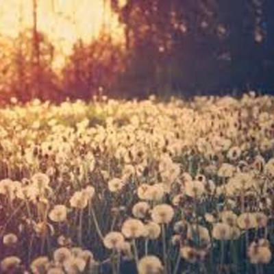 Timeline: ANTECEDENTES HISTÓRICOS DE LA PSICOLOGÍA. linea de tiempo