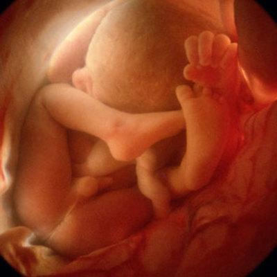 Timeline: Stages of Development