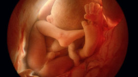 Timeline: Stages of Development