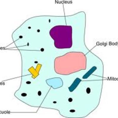 Timeline: Cell Theory Scientists