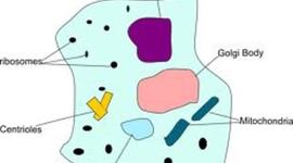 Timeline: Cell Theory Scientists