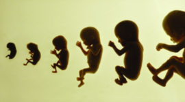 Timeline: Stages of Development