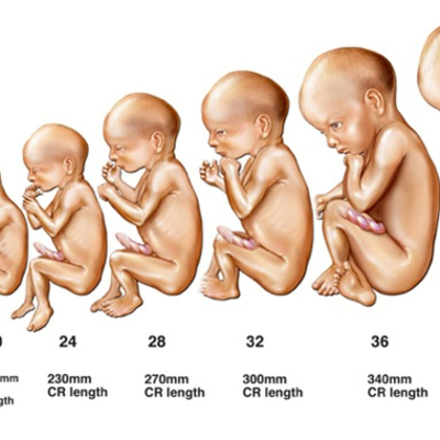 Timeline: Stages of Development