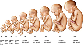 Timeline: Stages of Development