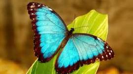 Timeline: Life Cycle of a Butterfly