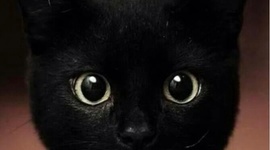 Timeline: Post Classical Era