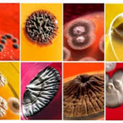 Timeline: HISTORIA DE LA MICROBIOLOGIA