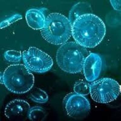 Timeline: MICROBIOLOGIA EN EL TEMPO (historia) DIANA COSTILLA